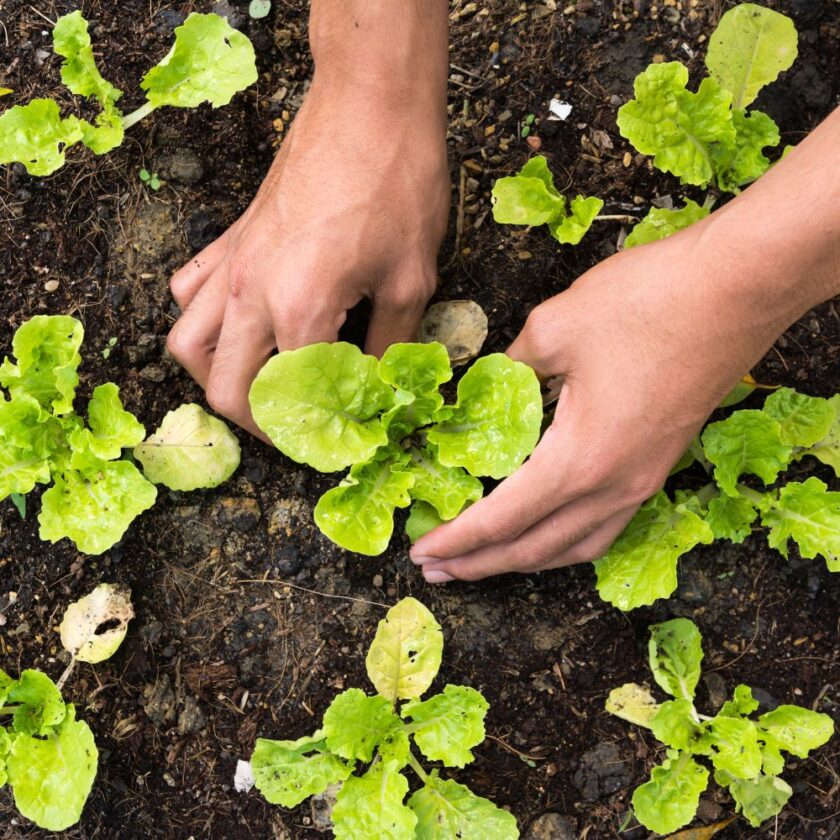 someone planting vegetables in a garden 