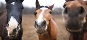 close up to horses