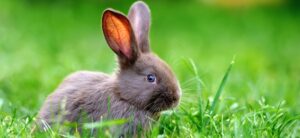rabbit sat in the grass