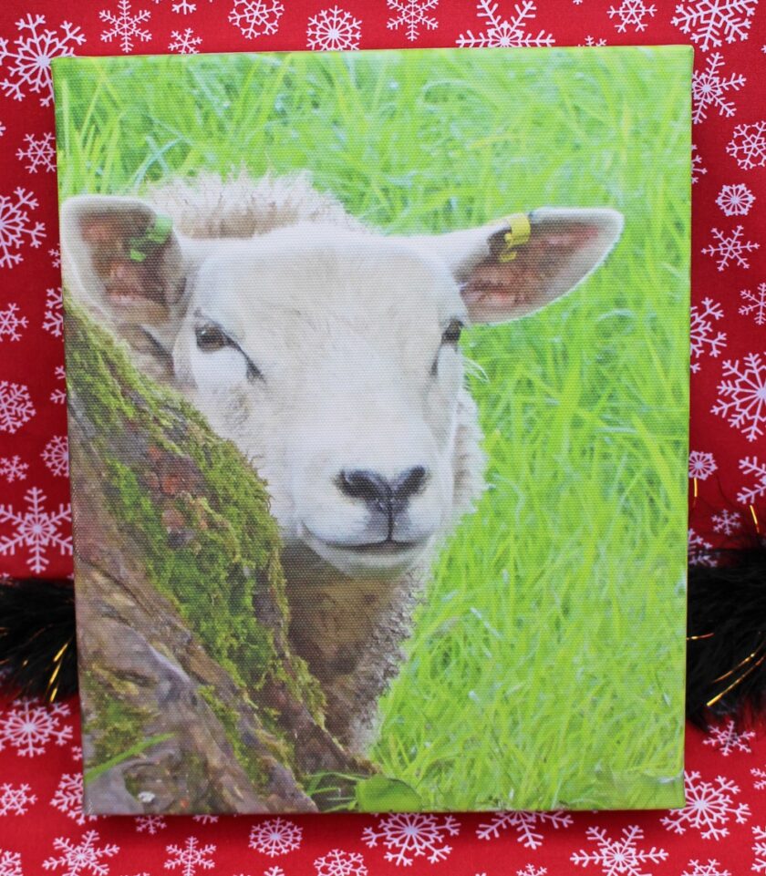 Sheep Canvas