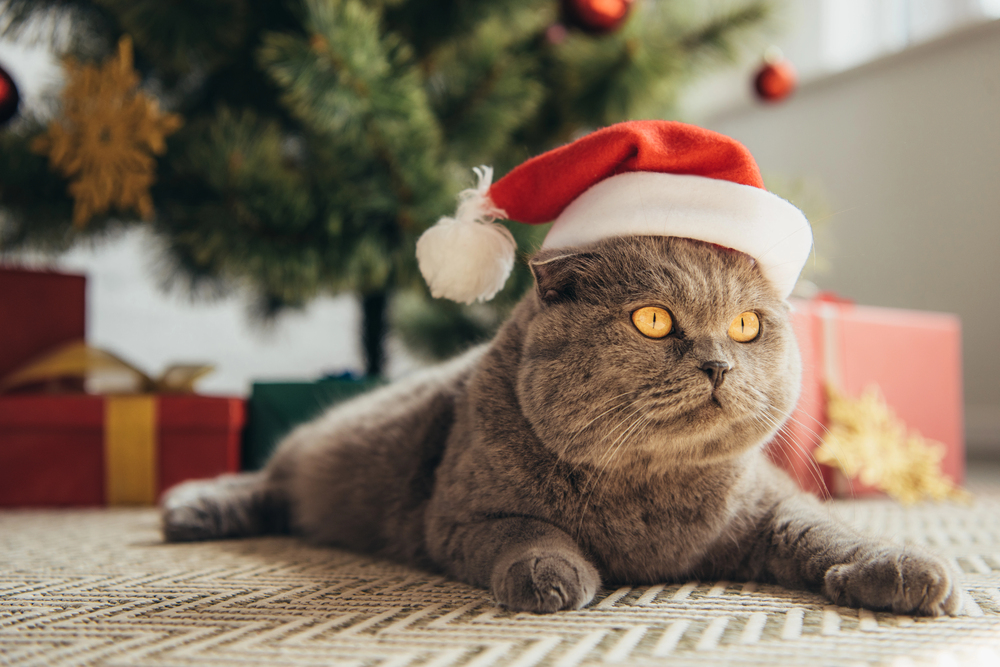 A grey cat wearing a red and white Santa hat lies on a carpet near a decorated Christmas tree and wrapped presents.