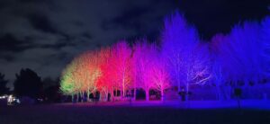 Exploring The Illuminated Arboretum in a Wheelchair Header