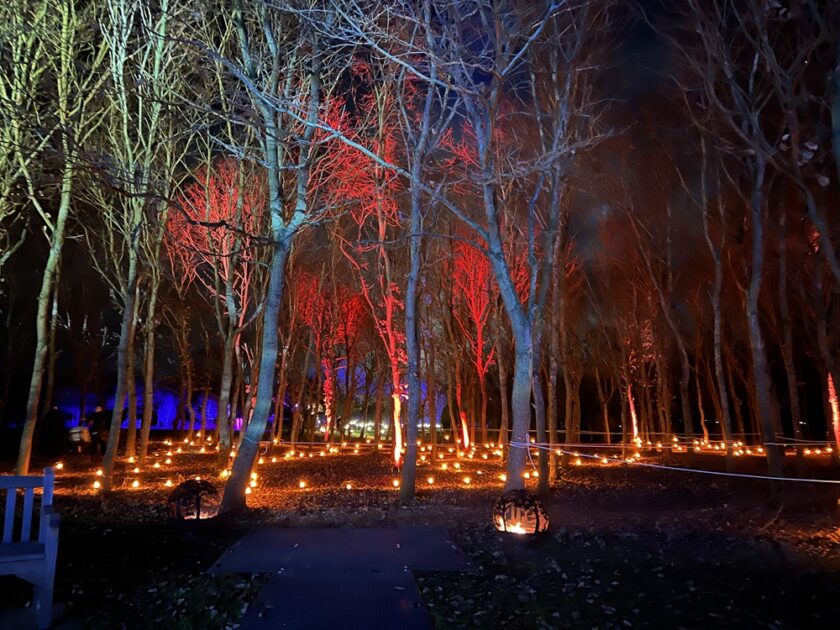 Illuminated Arboretum
