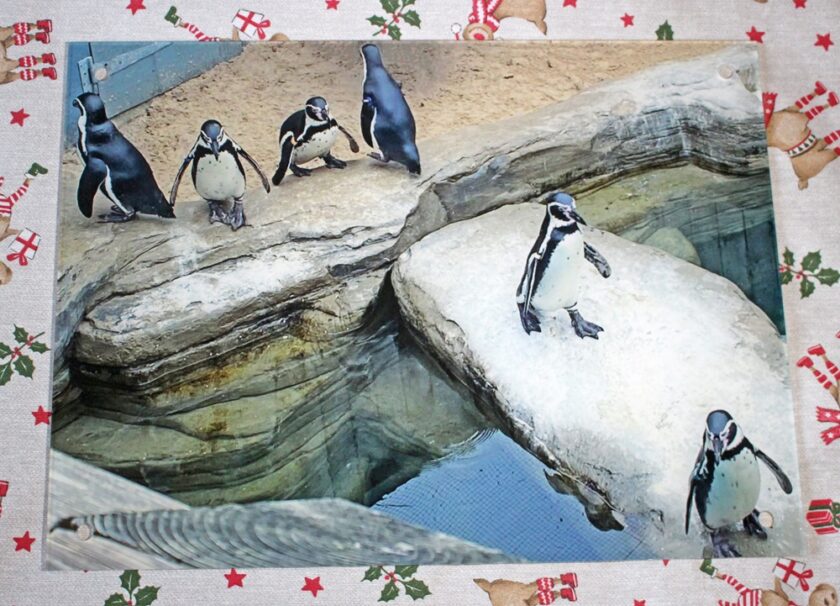 VistaPrint Personalised Print Penguins