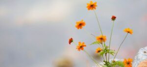 small yellow flowers