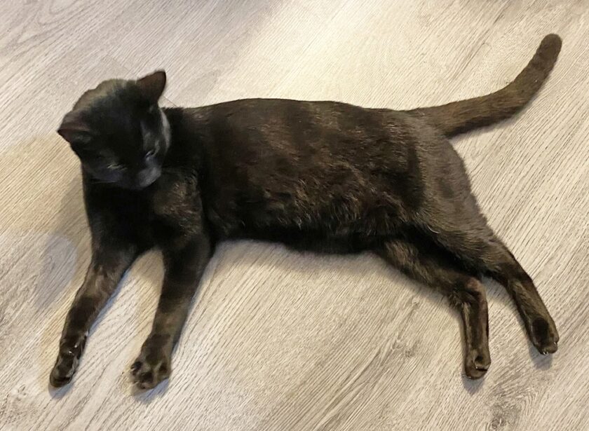 Andover Catfe