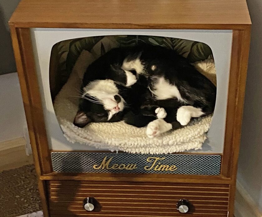 Andover Catfe