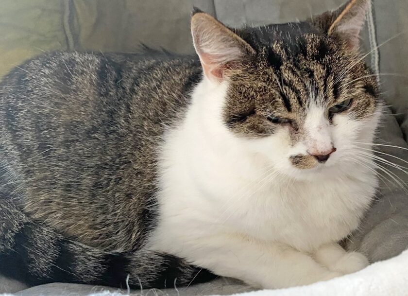 Andover Catfe