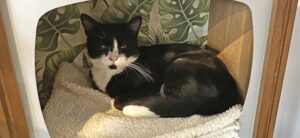 Andover Catfe - Review Header