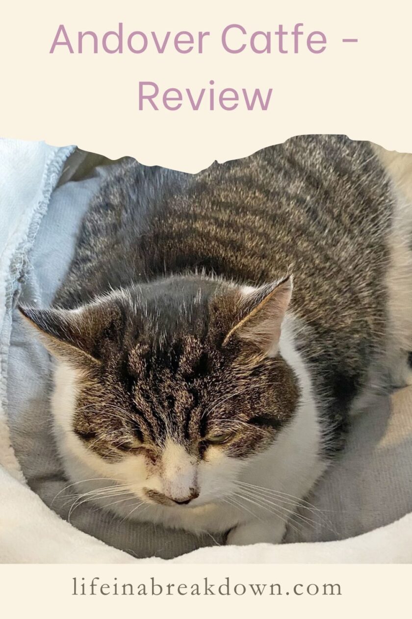 Are you looking to head to a cat cafe? Then it is well worth checking out the Andover Catfe, for delicious cakes and cute cats.