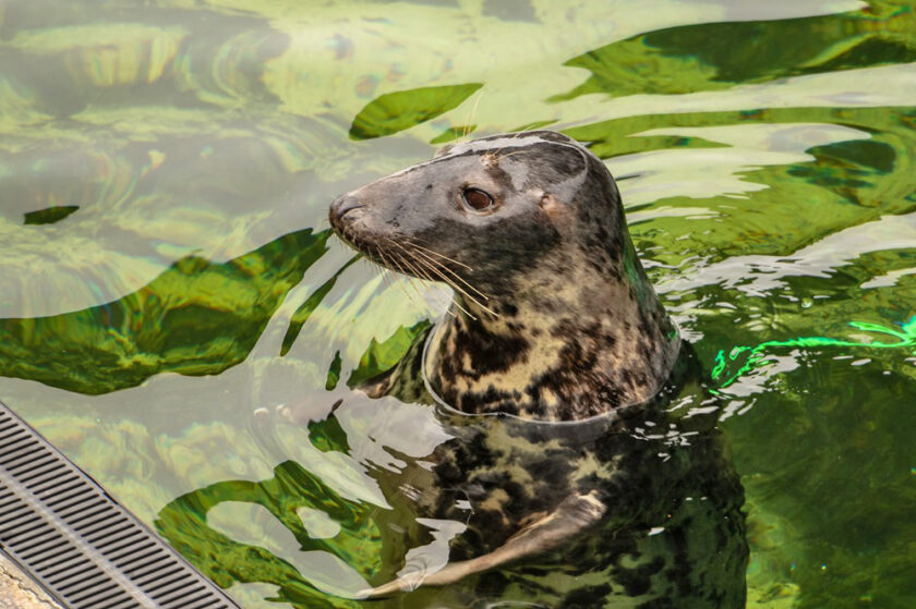 The Cornish Seal Sanctory Seal in the Water