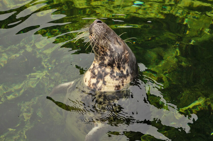 The Cornish Seal Sanctory Seal in the Water