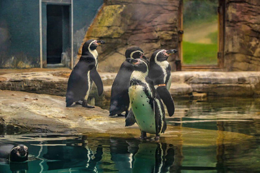 Penguins at The Seal Sanctuary Cornwall