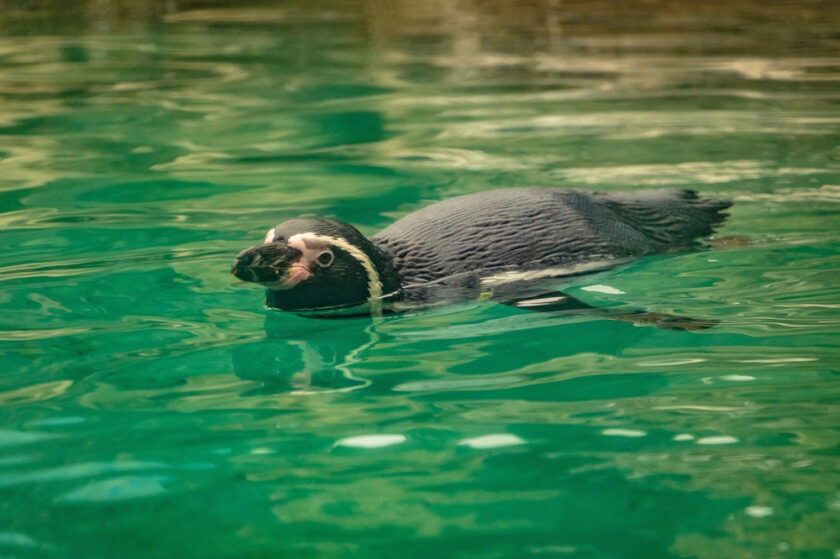 The Cornish Seal Sanctuary Penguin