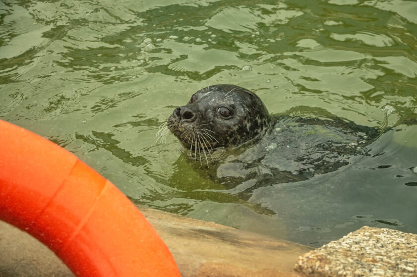 The Cornish Seal Sanctory Seal in the Water