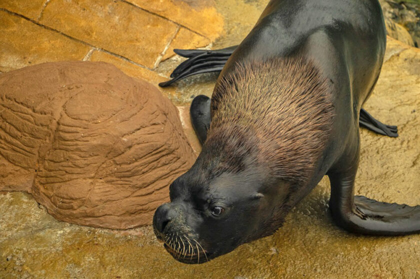 Diego the resident Sealion at The Cornish Seal Sanctuary
