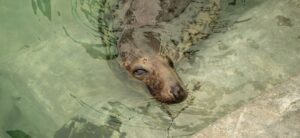 Visiting The Cornish Seal Sanctuary in a Wheelchair Header