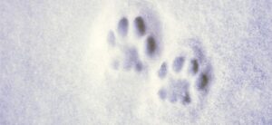 paw prints in the snow