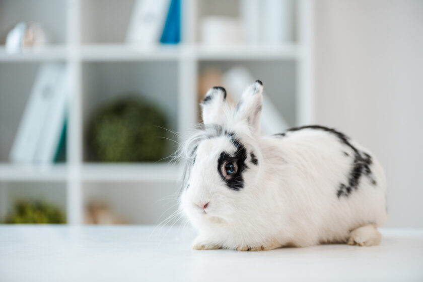 White and black rabbit inside a house