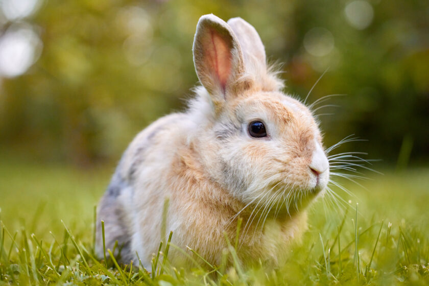 White brown baby bunny standing in the grass and looking at the camera, with nature blurred in the background. Easter animal new born bunny concept. Young brown rabbit in green field in spring.