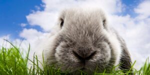 rabbit