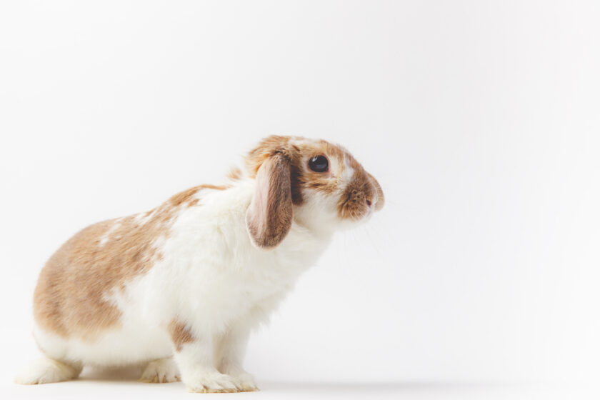 Rabbit against a white background