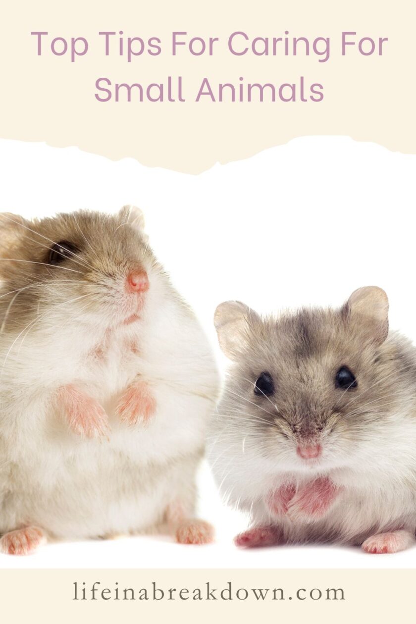 If you are looking to bring a new small animal into your household these are just a few of the things you should know before you do.