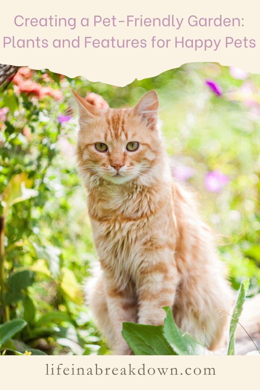 Are you wondering the best way to make sure your garden is as pet safe as possible, then here are some hints and tips to help you do just that.