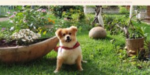 Creating a Pet-Friendly Garden Plants and Features for Happy Pets image licensed via canva pro and copyright of getty images and Rodrigo Giunji
