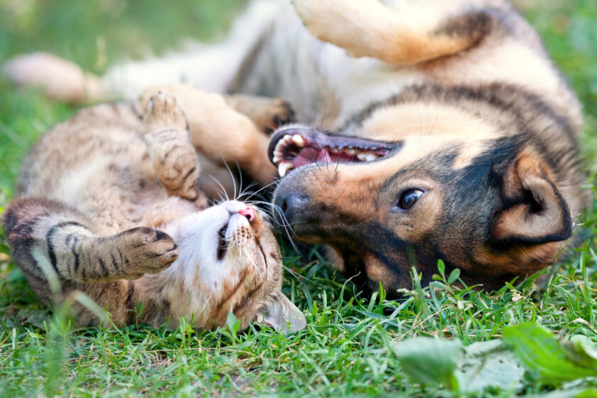cat and dog in a garden