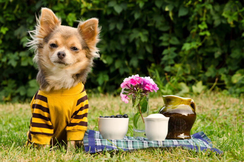 small dog next to some pots in a garden