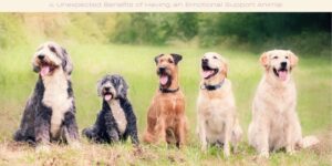 4 Unexpected Benefits of Having an Emotional Support Animal image licensed via canva pro and copyright of getty images signature and PK-Photos