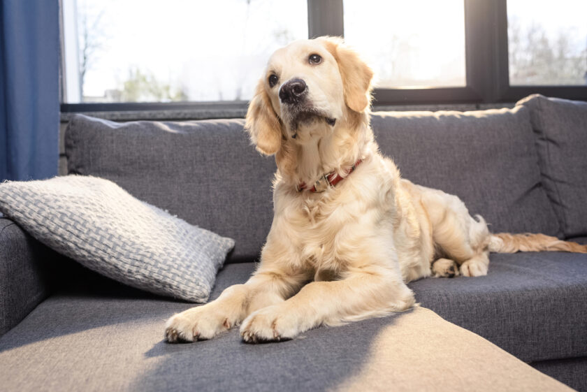 Dog sat on a sofa with its head to one side