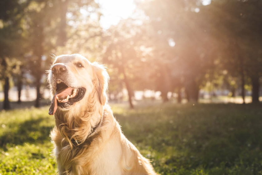 Dog outside