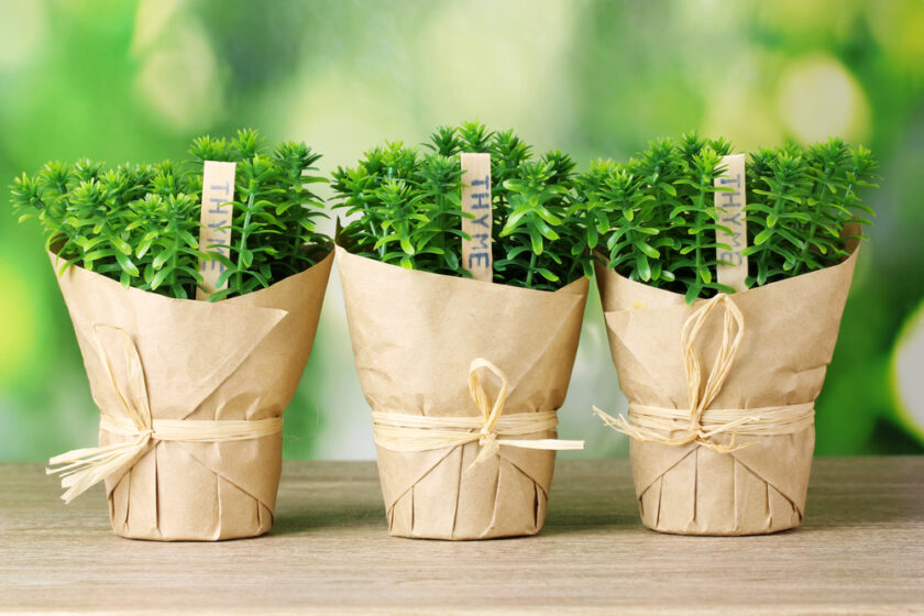 Herbs in little pots