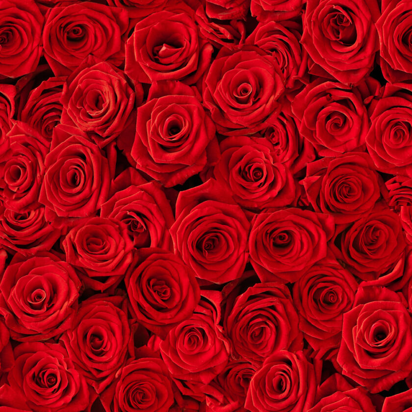 red roses 