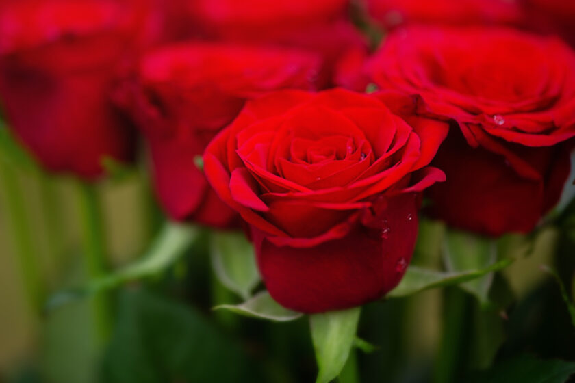 Bouquet of red roses with drops of water. Rose flowers on a green grass background.
