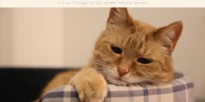 Trying to think of something to do when you are bored? Then check out these 11 ideas which might be perfect for you.