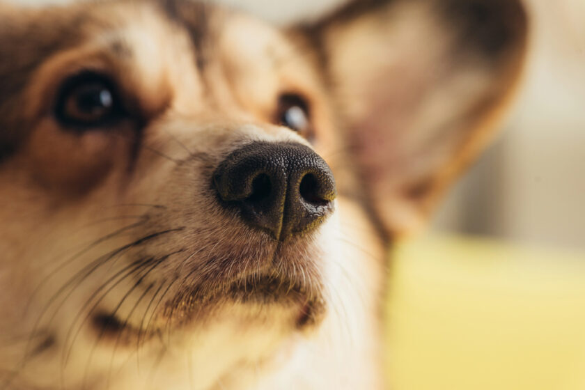 Close up of a dog
