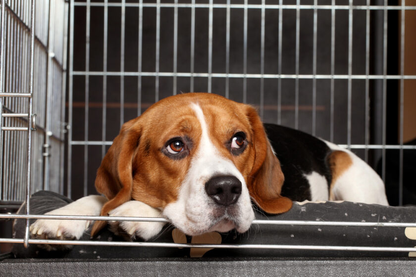 Dog in a crate