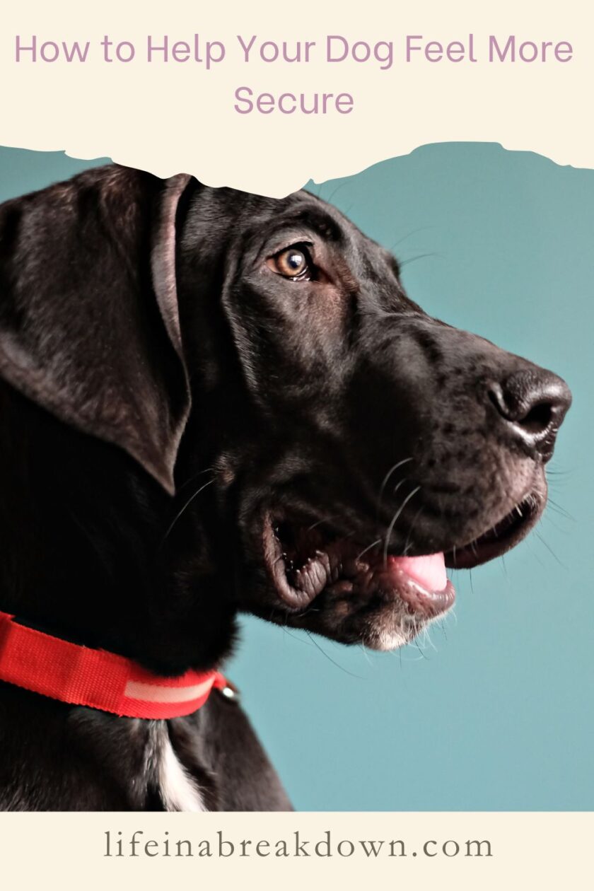 Are you looking for some ways to help your dog feel more safe at home? Then check out these hints and tips which might help you.