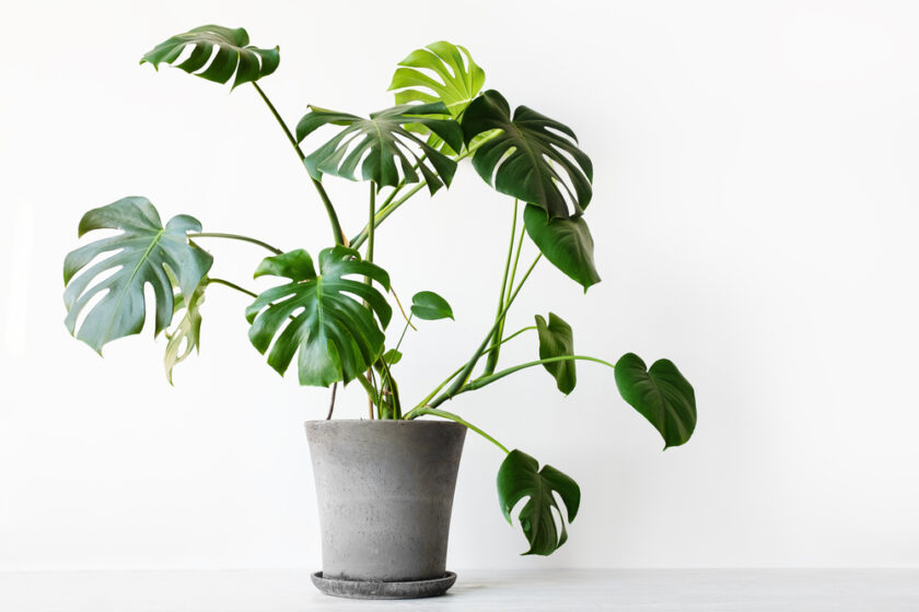 swiss cheese plant