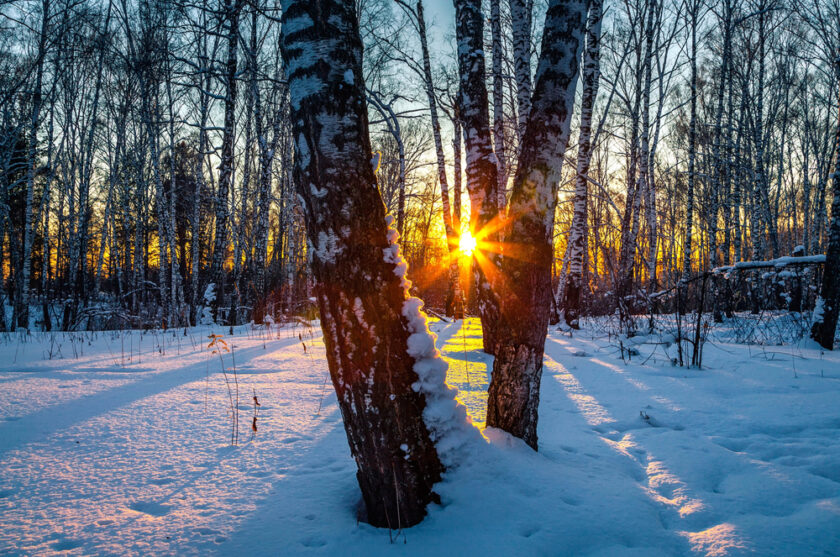 Sunset in a winter forest
