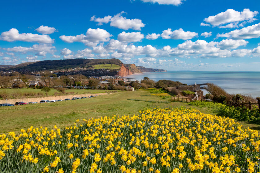 A field of vibrant yellow daffodils in the foreground with a coastal landscape in the background. The scene includes a town, cliffs, and a calm sea under a blue sky dotted with fluffy clouds. Sidmouth, Dorset, England