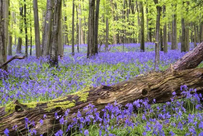 Beautiful carpet of bluebell flowers in Spring forest landscape