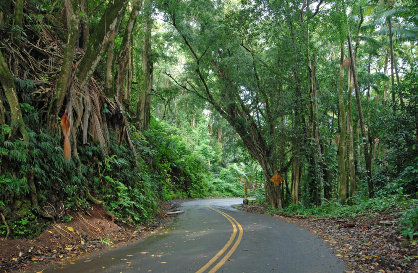 A narrow winding road curves through a lush, dense forest with tall trees and vibrant green foliage. The damp road surface and fallen leaves suggest recent rain, while a yellow traffic sign is partially visible among the trees.