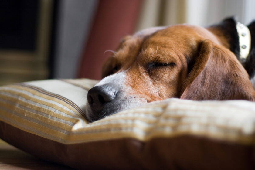 A young beagle pup sleeping on his pillow.  Shallow depth of field.