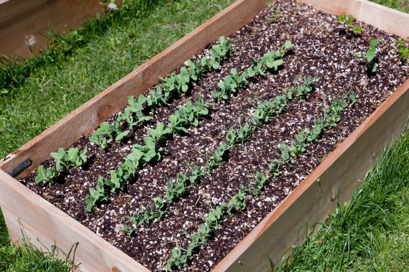 Wooden raised garden bed filled with neatly arranged rows of young green seedlings. The soil is dark with white specks, indicating a mix of soil and perlite. The bed is set on a grassy lawn, and the seedlings appear healthy and thriving.