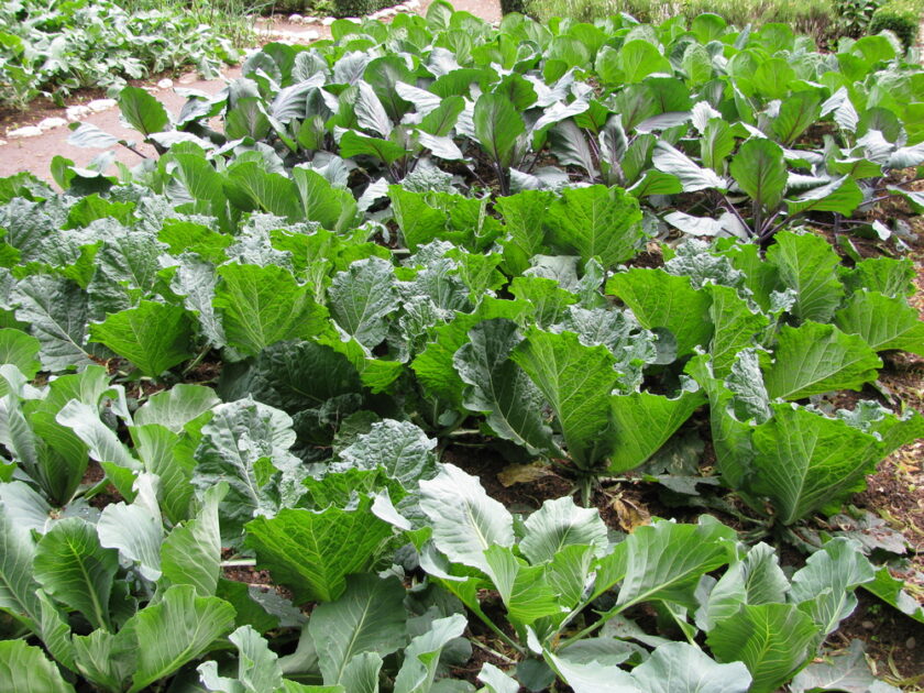 A vibrant garden patch filled with lush green and purple cabbage plants. The leaves are broad and healthy, with a mix of textures. Sunlight highlights the foliage, creating a scene of robust growth.