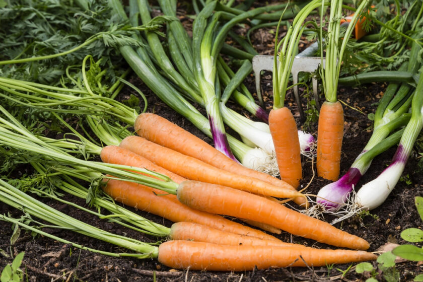 Freshly harvested carrots and spring onions lie on dark soil. The carrots are vibrant orange with green tops, and the spring onions have white bulbs with green stalks. A gardening fork is partially visible in the background.